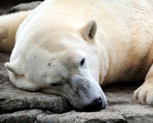 Preview wallpaper bear, polar bear, sleeping, legs, large