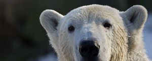 Preview wallpaper bear, polar bear, snout, snow, wet