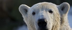 Preview wallpaper bear, polar bear, snout, snow, wet