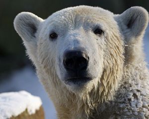 Preview wallpaper bear, polar bear, snout, snow, wet