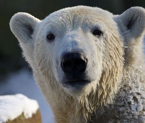 Preview wallpaper bear, polar bear, snout, snow, wet