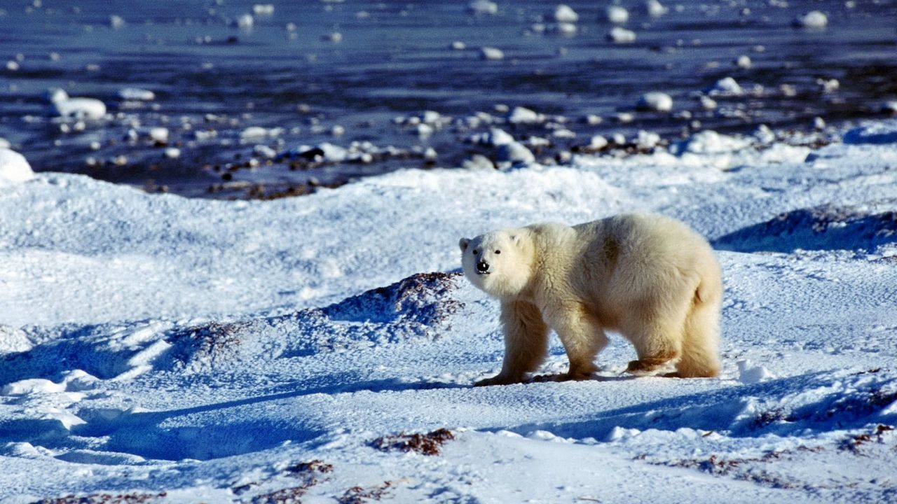 Wallpaper bear, polar bear, snow, ice, ocean