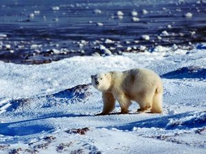 Preview wallpaper bear, polar bear, snow, ice, ocean