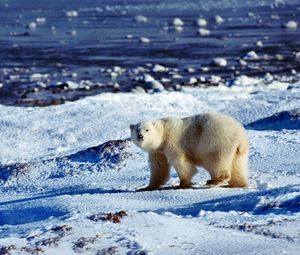 Preview wallpaper bear, polar bear, snow, ice, ocean