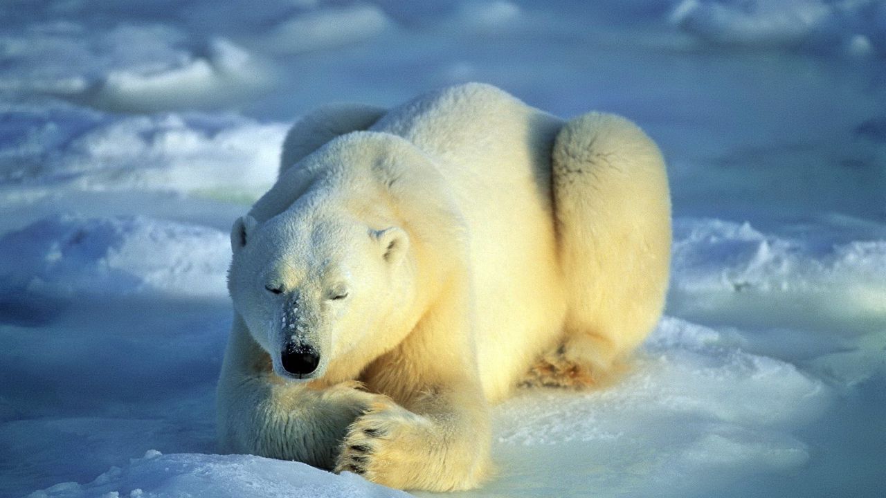 Wallpaper bear, polar bear, snow, lie, waiting
