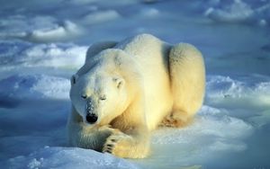 Preview wallpaper bear, polar bear, snow, lie, waiting
