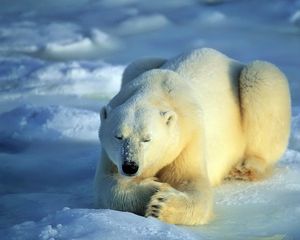 Preview wallpaper bear, polar bear, snow, lie, waiting