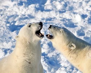 Preview wallpaper bear, polar bear, snow, steam, playful