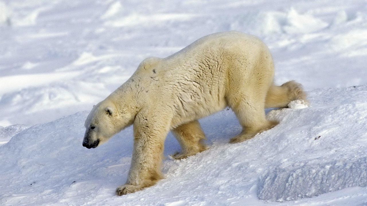 Wallpaper bear, polar bear, snow, walk, large