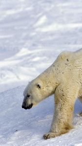 Preview wallpaper bear, polar bear, snow, walk, large