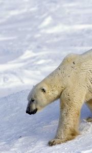 Preview wallpaper bear, polar bear, snow, walk, large