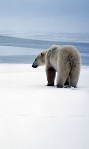 Preview wallpaper bear, polar bear, snow, walk