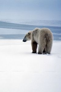 Preview wallpaper bear, polar bear, snow, walk