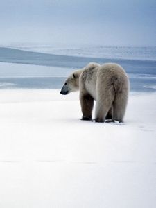 Preview wallpaper bear, polar bear, snow, walk