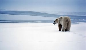 Preview wallpaper bear, polar bear, snow, walk