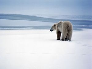 Preview wallpaper bear, polar bear, snow, walk