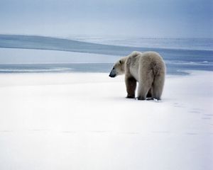 Preview wallpaper bear, polar bear, snow, walk