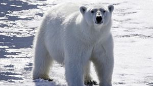 Preview wallpaper bear, polar bear, snow, light, bright