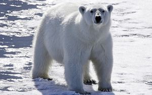 Preview wallpaper bear, polar bear, snow, light, bright