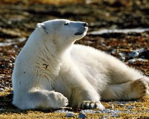 Preview wallpaper bear, polar bear, snow, grass, leaves, walk