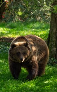 Preview wallpaper bear, predator, animal, grass