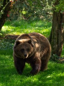 Preview wallpaper bear, predator, animal, grass