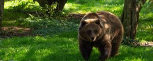 Preview wallpaper bear, predator, animal, grass