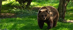 Preview wallpaper bear, predator, animal, grass