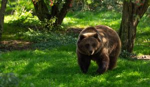 Preview wallpaper bear, predator, animal, grass