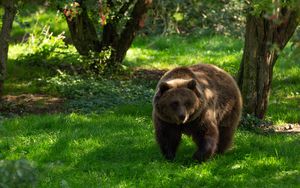 Preview wallpaper bear, predator, animal, grass
