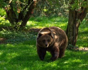 Preview wallpaper bear, predator, animal, grass