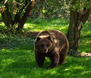 Preview wallpaper bear, predator, animal, grass