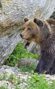 Preview wallpaper bear, predator, animal, wildlife