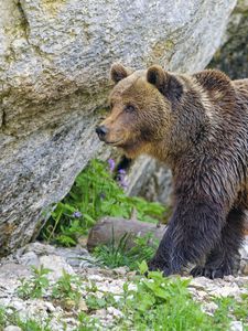 Preview wallpaper bear, predator, animal, wildlife