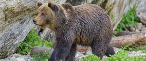 Preview wallpaper bear, predator, animal, wildlife
