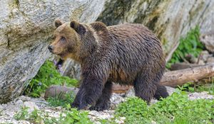 Preview wallpaper bear, predator, animal, wildlife