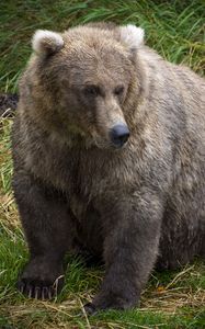 Preview wallpaper bear, predator, animal, grass, wildlife