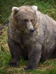 Preview wallpaper bear, predator, animal, grass, wildlife