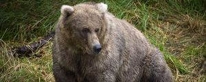 Preview wallpaper bear, predator, animal, grass, wildlife