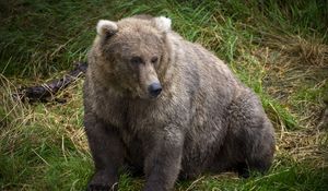 Preview wallpaper bear, predator, animal, grass, wildlife