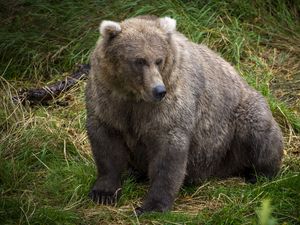 Preview wallpaper bear, predator, animal, grass, wildlife