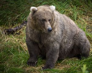 Preview wallpaper bear, predator, animal, grass, wildlife