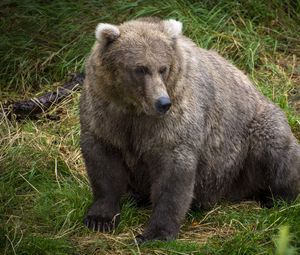 Preview wallpaper bear, predator, animal, grass, wildlife