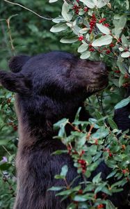 Preview wallpaper bear, predator, berry, plant