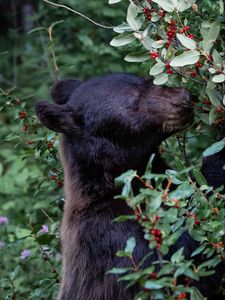 Preview wallpaper bear, predator, berry, plant