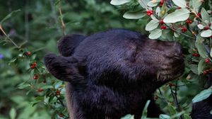 Preview wallpaper bear, predator, berry, plant