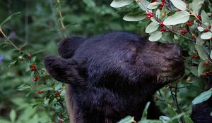 Preview wallpaper bear, predator, berry, plant