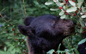 Preview wallpaper bear, predator, berry, plant