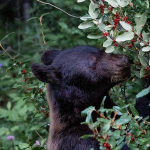 Preview wallpaper bear, predator, berry, plant