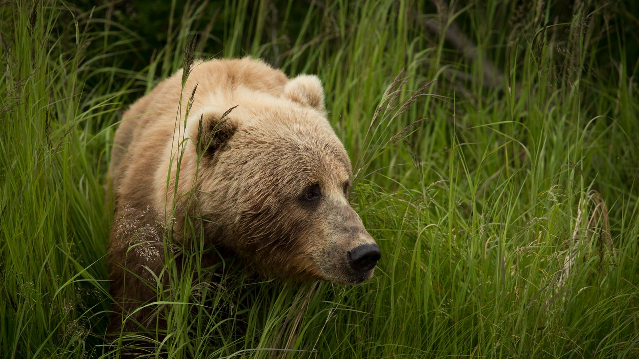 Wallpaper bear, predator, brown, grass